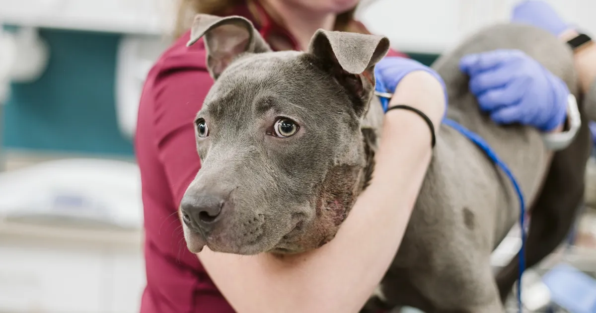 Loomaarst vastab: kas koerte iga-aastane vaktsineerimine on tõesti vajalik?