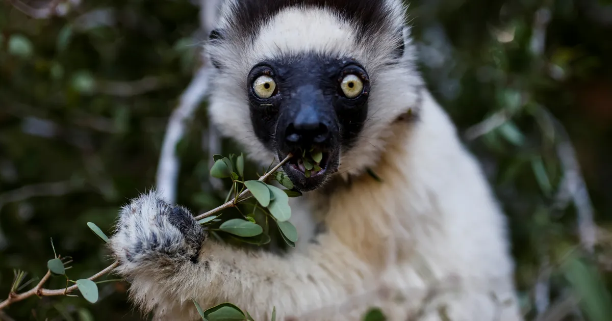 Leemuritele hammast ihuvad rikkurid suretavad terve liigi välja