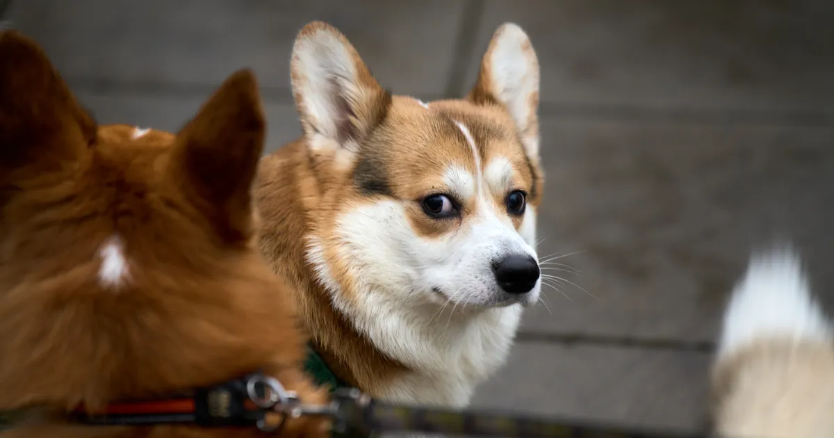 Eestis kogub populaarsust koeratõug, kes võitis ka kuninganna Elizabeth II südame