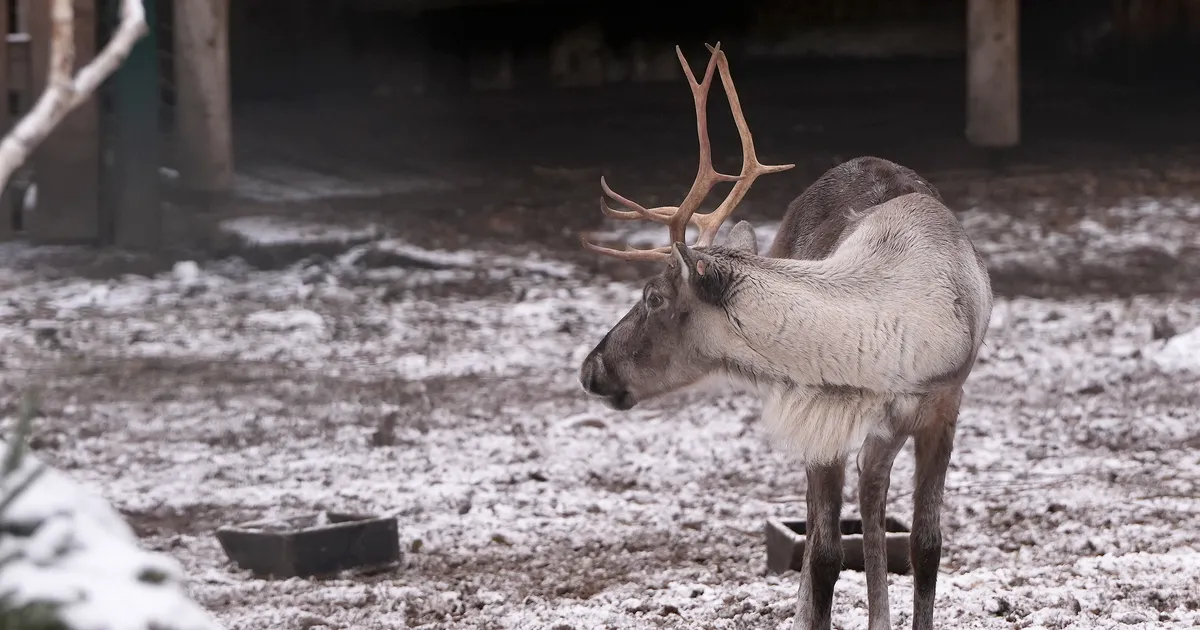 VIDEO ⟩ Mässumeelne põhjapõder põhjustas suure päästeoperatsiooni