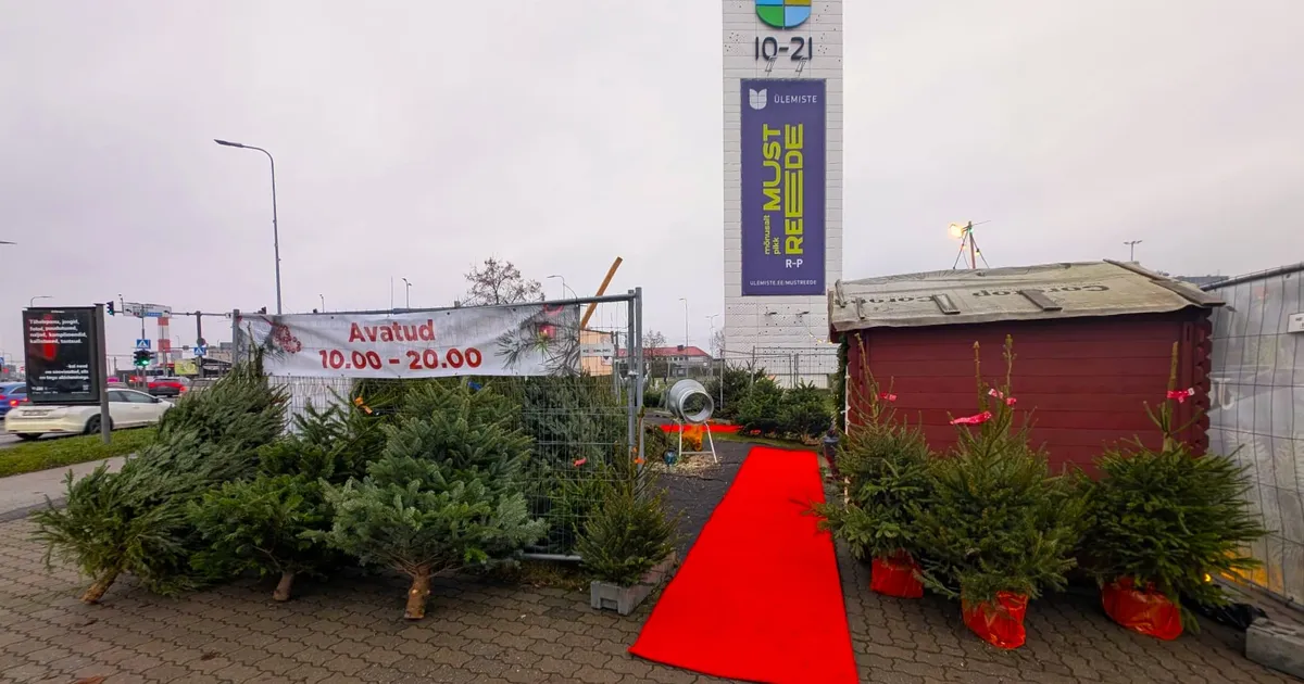 OH, KUUSEPUU! ⟩ Kui palju jõulupuud sel aastal maksavad?