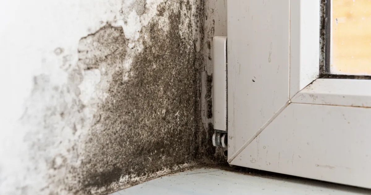 ETTEVAATUST ⟩ 5 sümptomit, et sa hingad sisse ohtlikku hallitust