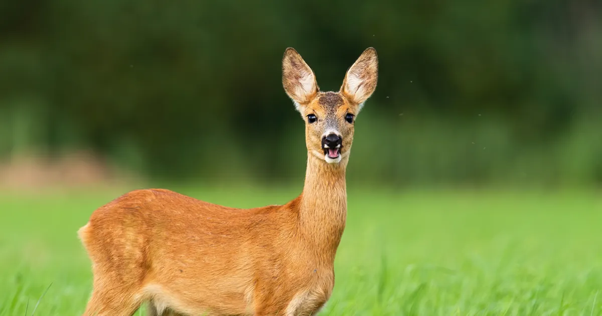 SADU MILJONEID FÄNNE! ⟩ Maailma kuulsaim kits on pärit just Eestist: vaata, millega ta tuntuks sai