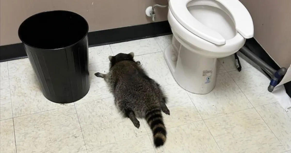 VIDEO ⟩ Kuidas ühele pesukarule lõppes alkoholipoes pummeldamine WC põrandal