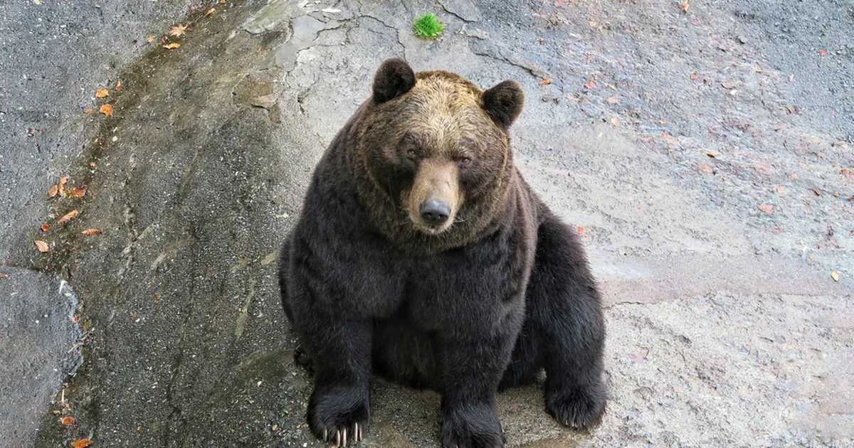 KOP-KOP, KES SEAL ON? ⟩ Jaapanis ründas karu avalikku tualetti kasutanud meest