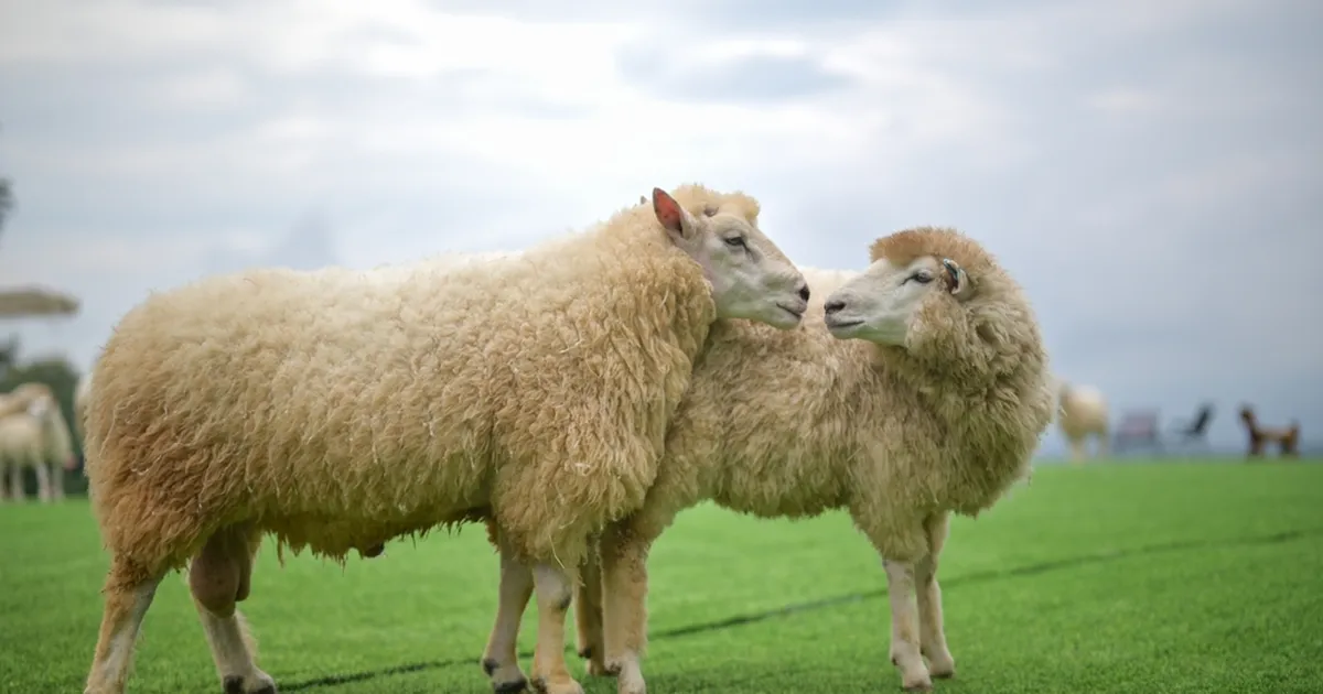 KAPIST VÄLJA ⟩ Kõrgmoe kollektsiooni loomiseks kasutati spetsiaalselt geilammaste villa