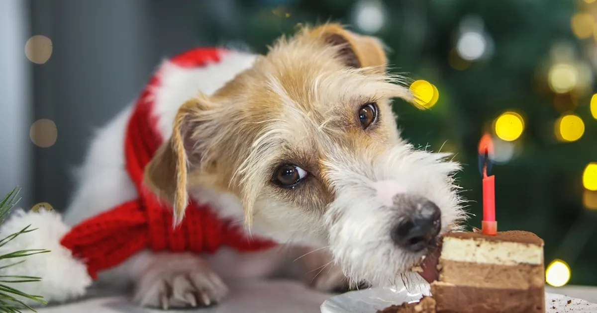 HOIATUS ⟩ See populaarne jõulumaius võib koerale olla eluohtlik