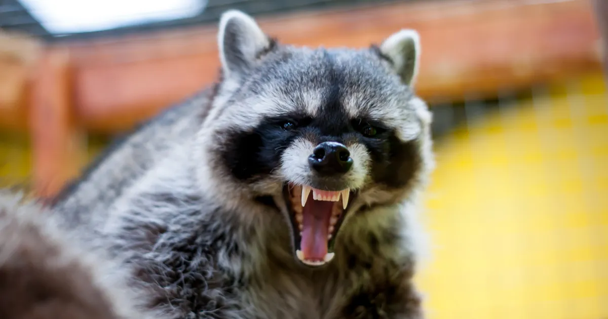 VAATA PILTE ⟩ Purjus pesukaru põhjustas alkopoes täieliku kaose ja jäi tagatipuks tualetti magama