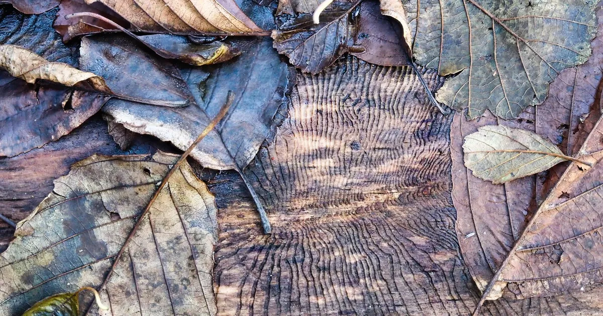 LOODUSFOTO ⟩ Hääbumise ilu ja valu