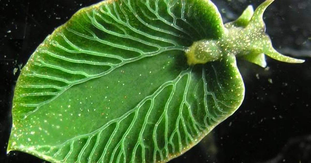 See veider loom õgibki valgust ja elab igati priskelt ära