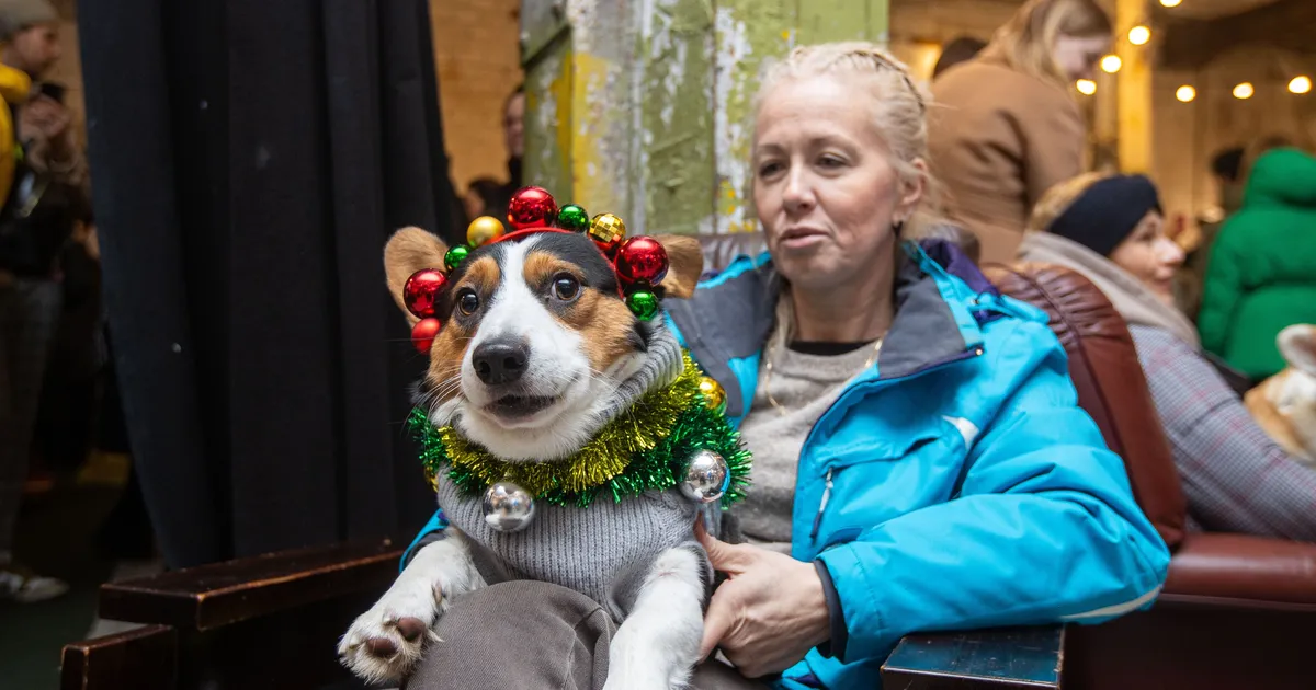 GALERII JA VIDEO ⟩ Hoiatus, liiga nunnu! Eesti ühed populaarseimad koerad pidasid maha oma festivali