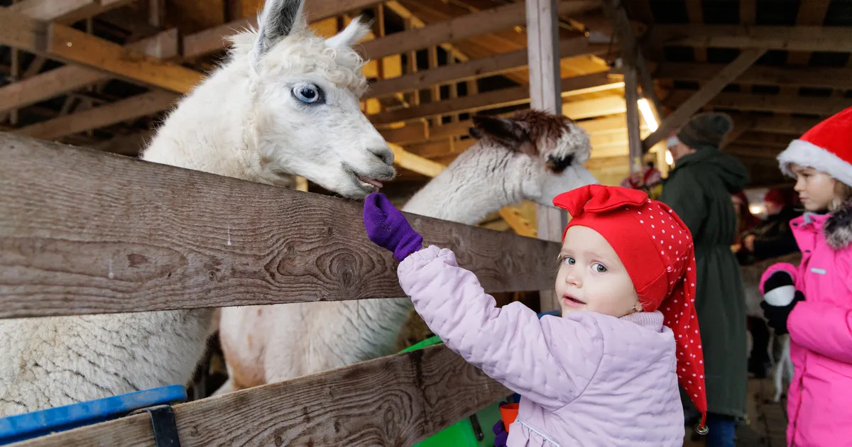 GALERII ⟩ Eksootilised loomad, karamelline juust ja verivorsti hot-dog lisavad erilisele Jõulumaale kuhjaga vürtsi