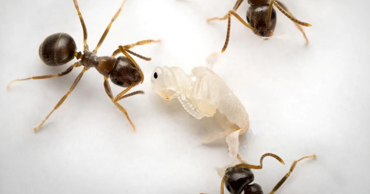 Abistatud altruistlik enesetapp – midagi sootuks uut aga mitte inimeste hulgas