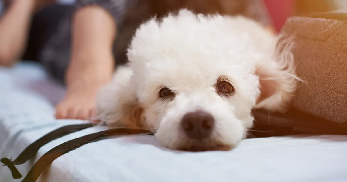 TEAB ISE PAREMINI ⟩ Omanik keelas koeral diivanil magamise, loomake leidis geniaalse lahenduse