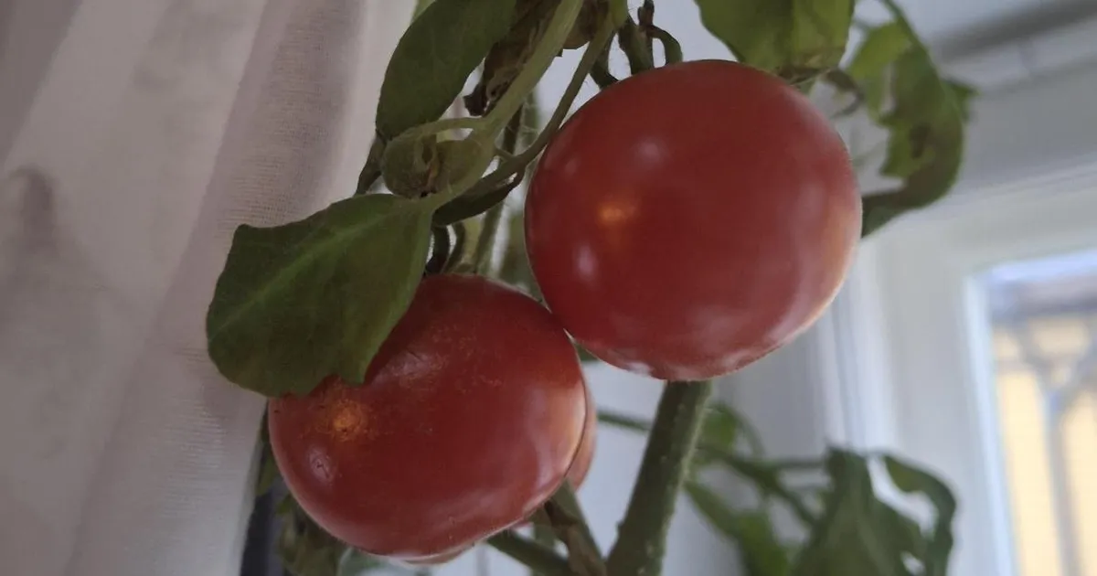 JÕULUIME ⟩ Eesti mees nopib detsembris aknalaualt tomateid