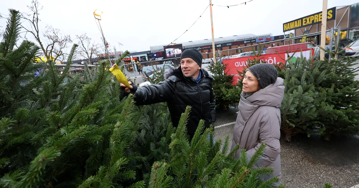 Kuuseäri käib nii kaupluste ees kui metsas