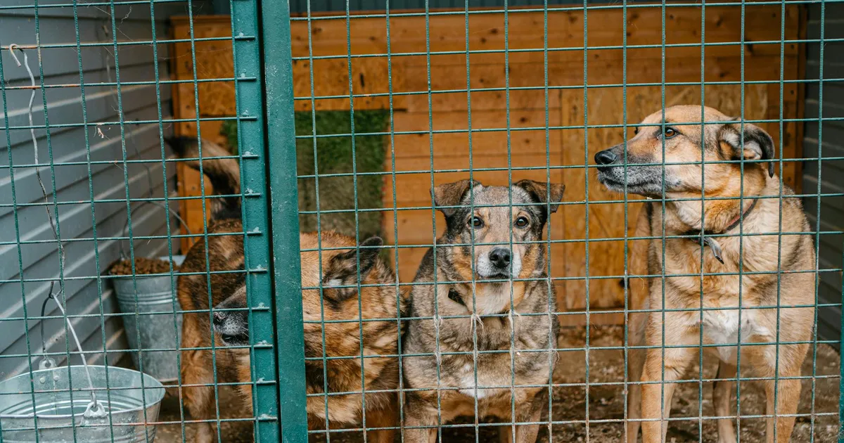 POLEGI KUULUJUTT ⟩ USA luure tahtis teha kaugjuhitavaid koeri ja kavatses sama ka inimestega