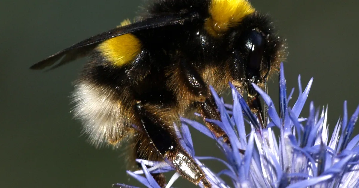 Hea tuju on nakkav – isegi nende loomade puhul
