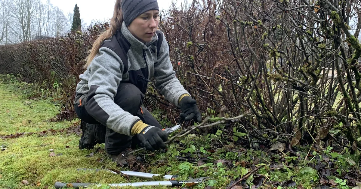 DETSEMBER AIAS ⟩ Just need tööd peaks praegu aias ära tegema