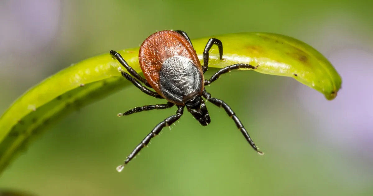 Üle 3000 puugihaiguse aastas: nendes Eesti linnades on risk eriti suur