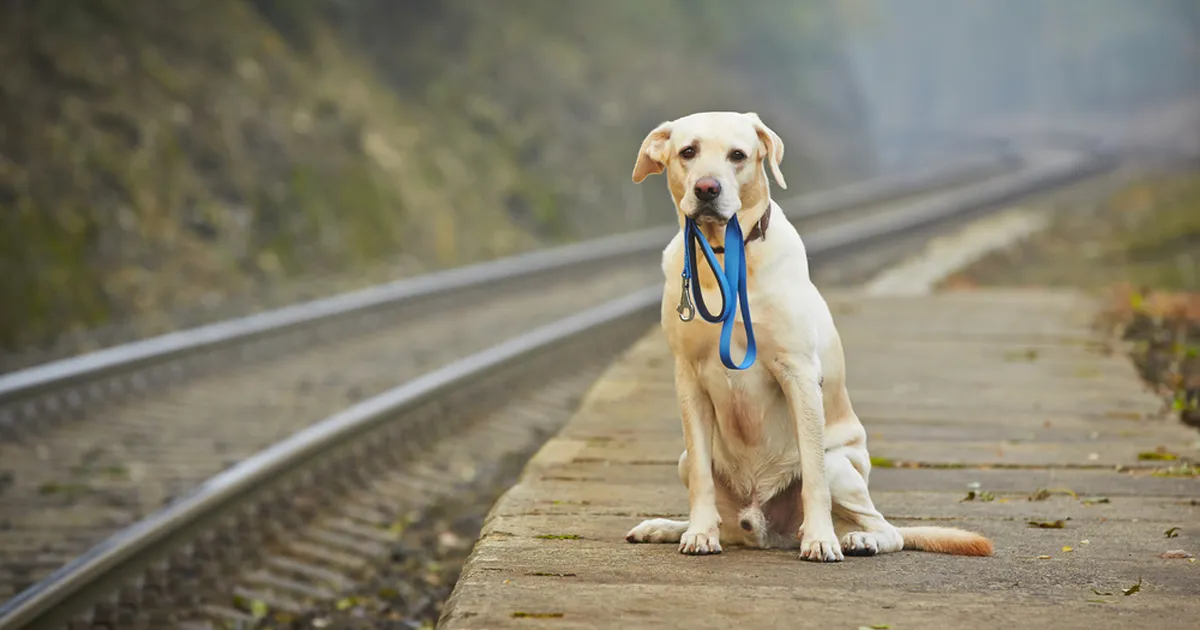 USKUMATU ⟩ Kadunud koera pererahvas oli lootuse kaotanud, kuid 9 aastat hiljem koputati nende uksele