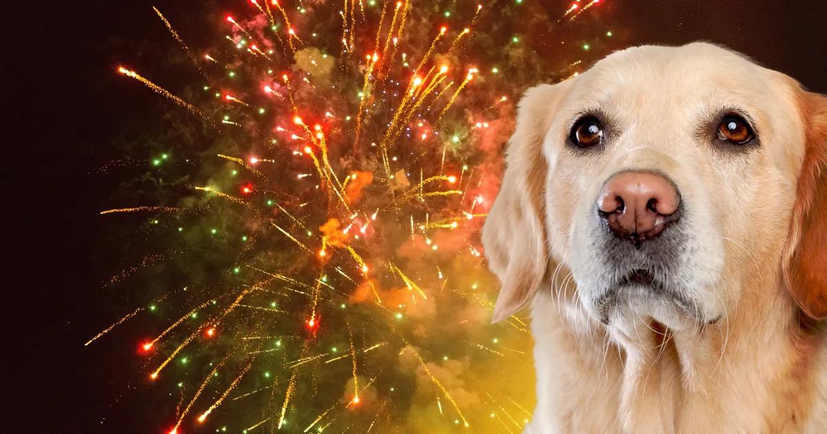 Loomaarst Tiina Toomet selgitab, kuidas aidata ilutulestikku kartvat koera