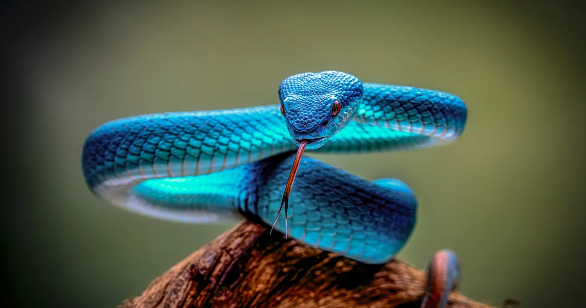 OHTLIK LEMMIK ⟩ Menumultikas pani Hiina noored ostma mürgiseid odapeamadusid