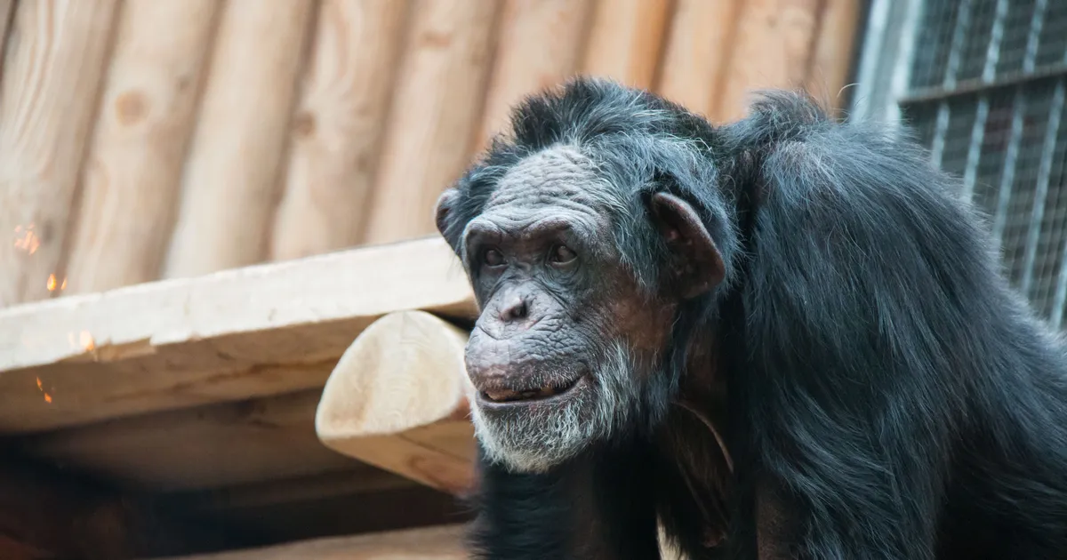 Kas Nõukogude Liidus loodi tõesti inimeste ja šimpanside hübriide?