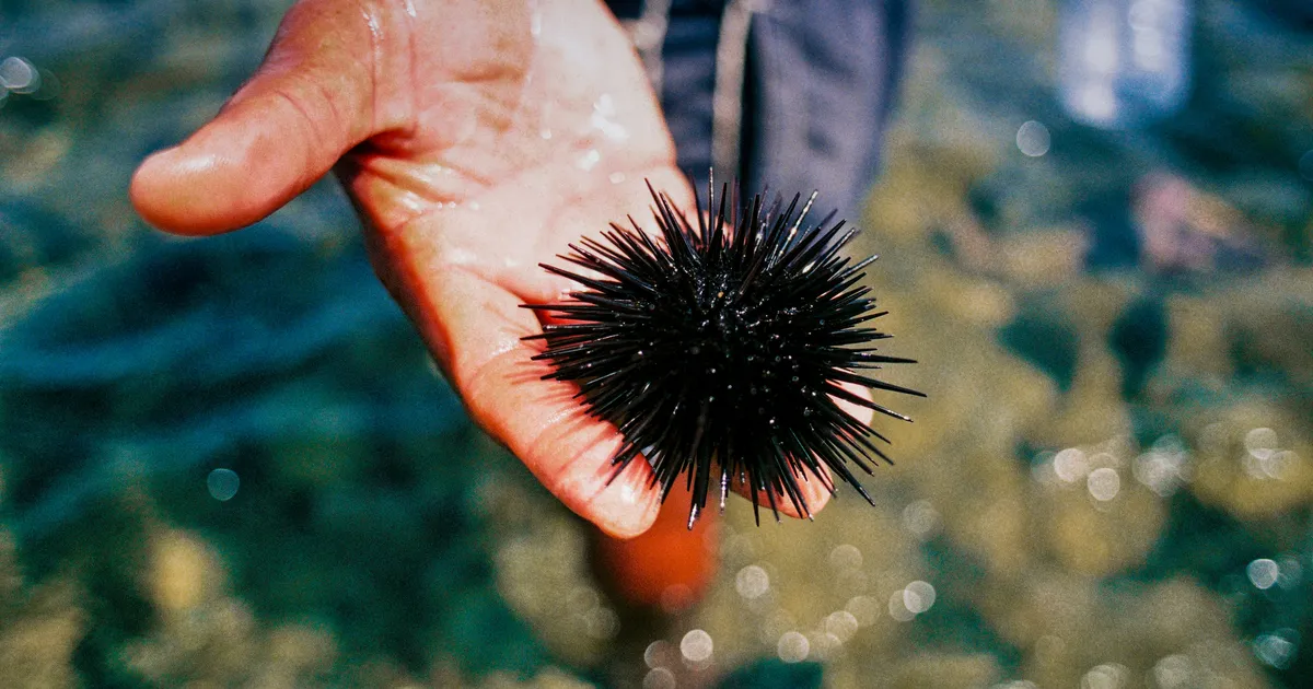 SÜNGE MÕISTATUS ⟩ Mitmel pool maailmas surevad salapärastel põhjustel merisiilikud