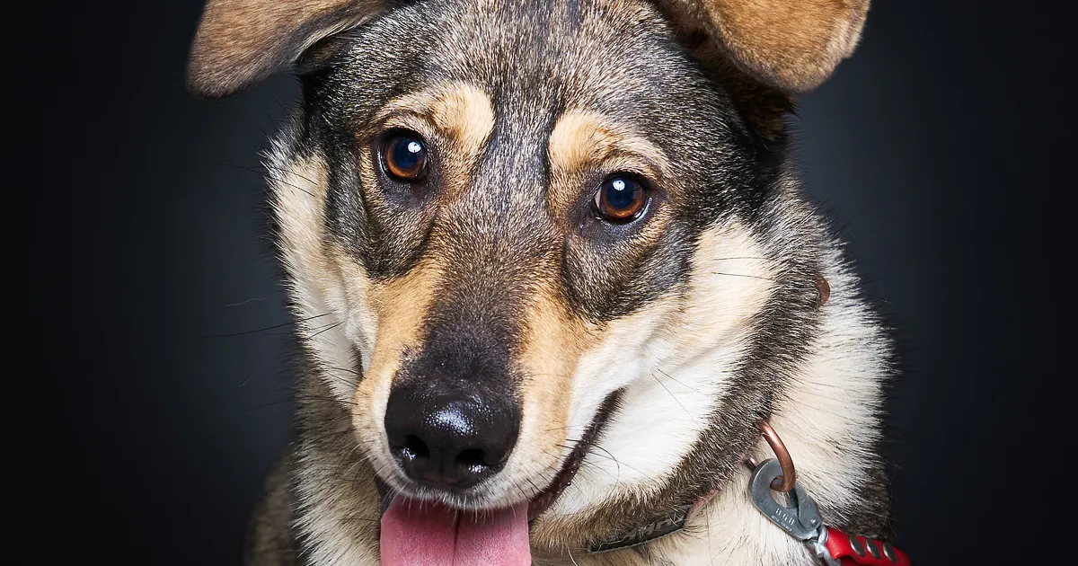 Auto alla jäänud koer jäi vajaliku abita piinlema. Nüüd otsib ta kodu, kus alustada uut elu