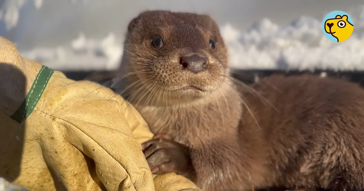 ERAKORDNE SÕPRUS ⟩ Mees päästis hüljatud saarmapoja, kellest sai talle ustav kaaslane