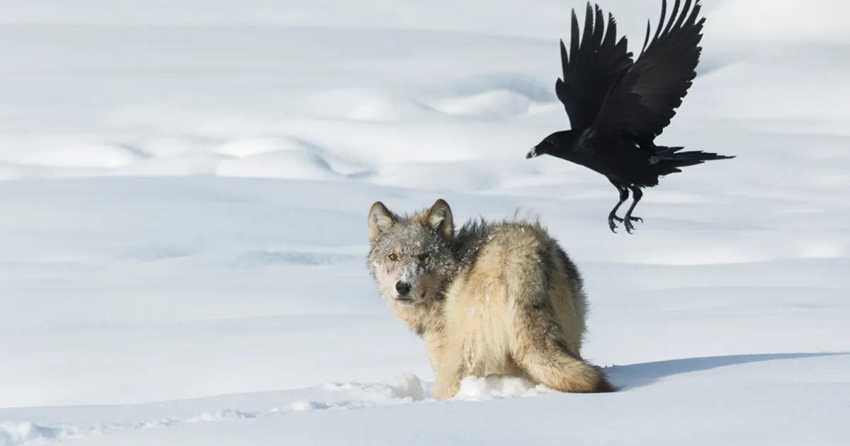 VIDEOD ⟩ Varesed ja hundid: hämmastav sümbioos, mis kujundab jahti, turvalisust ja isegi karja suurust