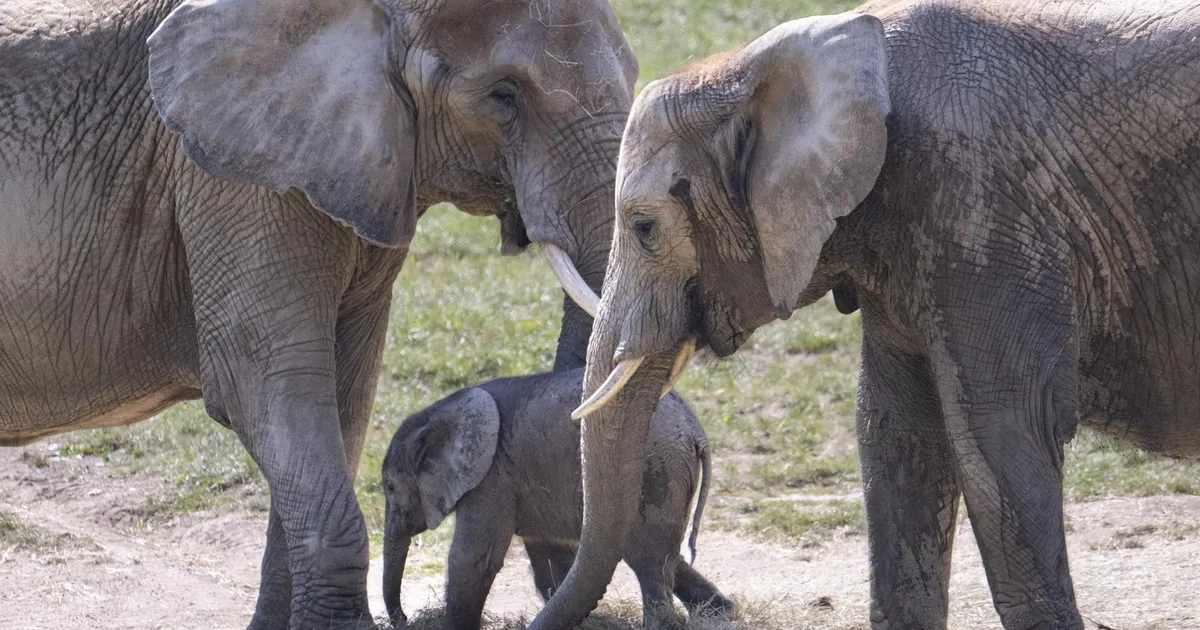 MARTIN EHALA ⟩ Elevant meie magamistoas