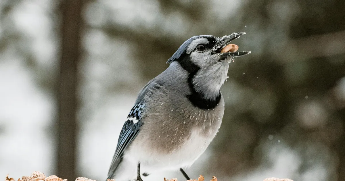 See eelajalooline lind leidis väga kummalise lõpu – sa ei usu iial, mis tema kõhust leiti