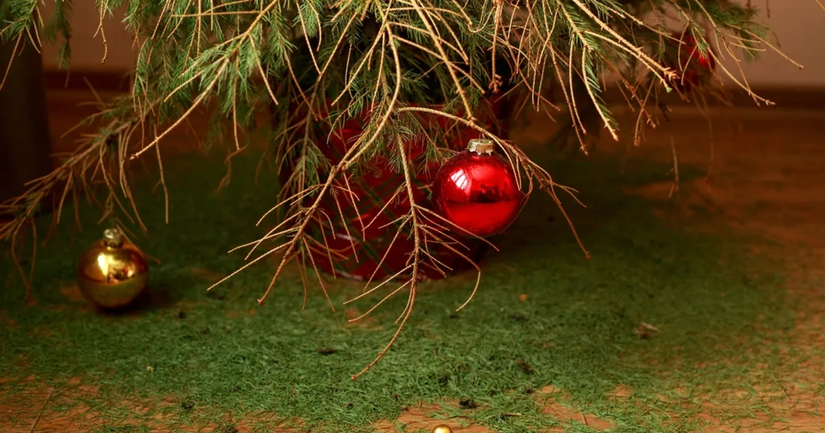Ekspert hoiatab! Nii tehes viskab kuusk enne jõule oma okkad maha