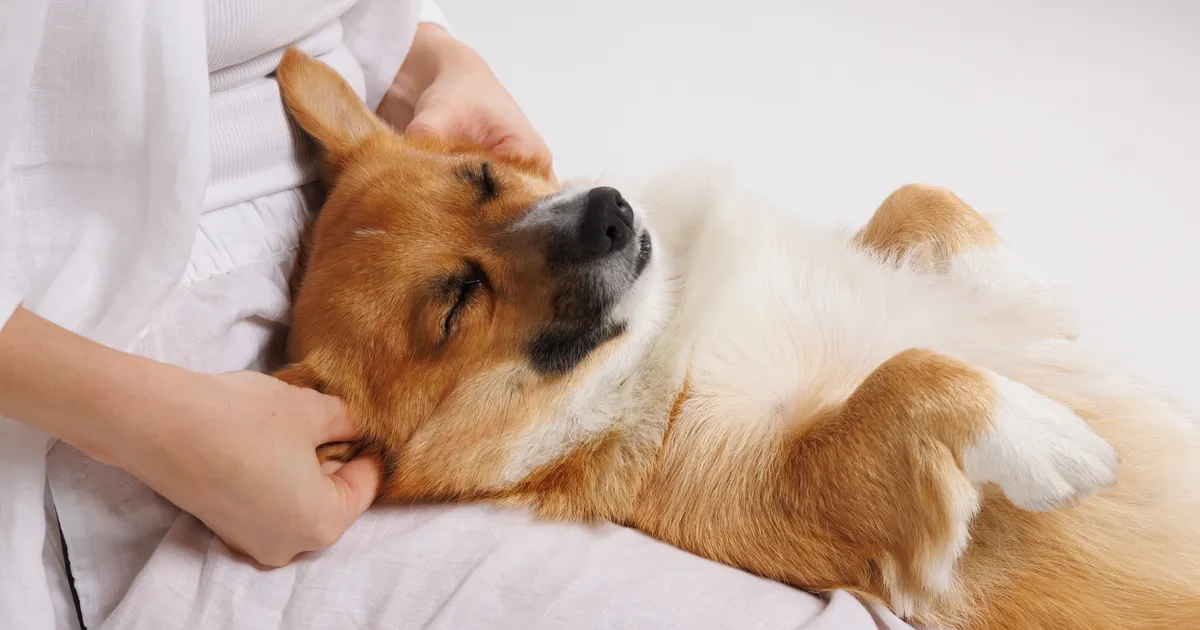 Spetsialist selgitab: millal vajab koer massaaži ja millistele koertele see üldse ei sobi