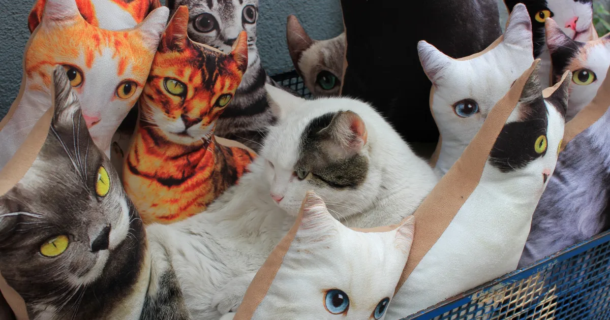 «RÕVE JA VASTIK!» ⟩ Auk telekapuldi jaoks? Kassikujulised padjad tekitasid lapsevanemates ja loomakaitsjates nõutust