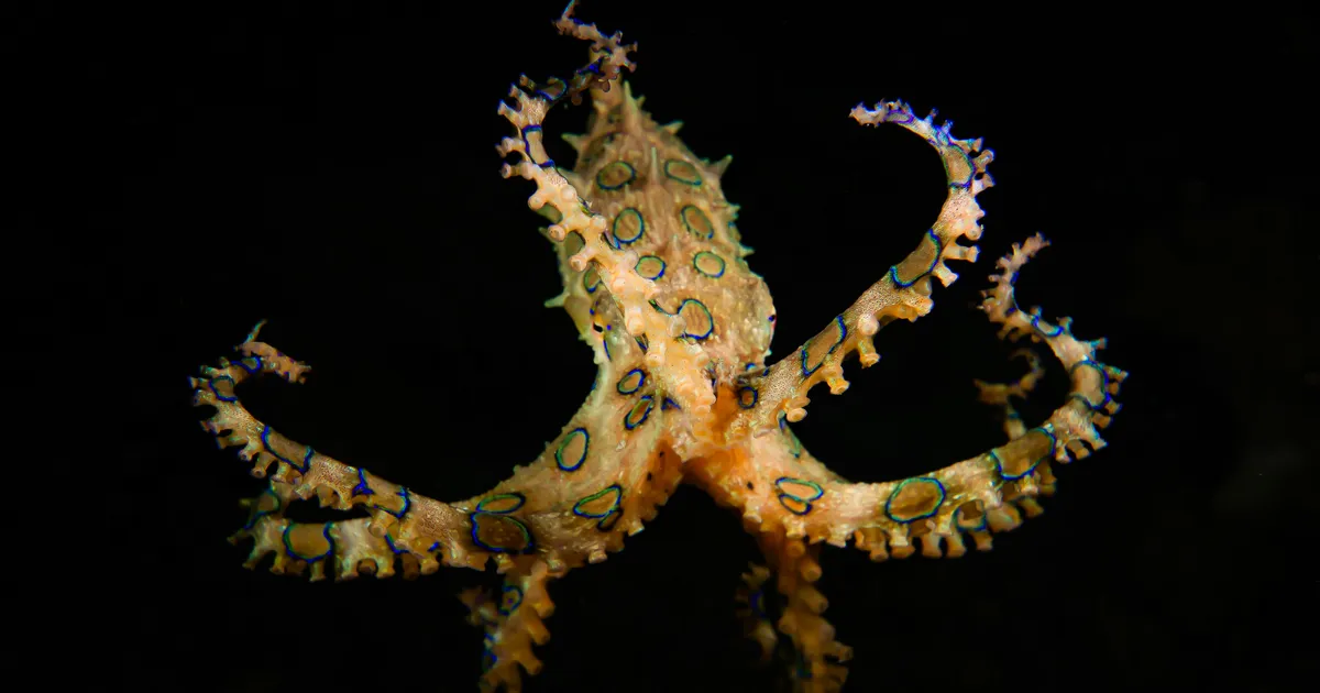 VIDEO ⟩ Pahaaimamatud turistid mängivad surmavalt mürgise veeloomaga