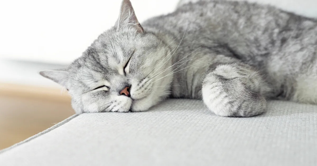 8 põhjust, miks kassid nii palju magavad