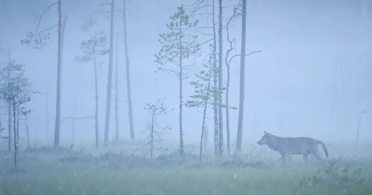 Soome parlament kiitis suure häälteenamusega heaks hundijahi