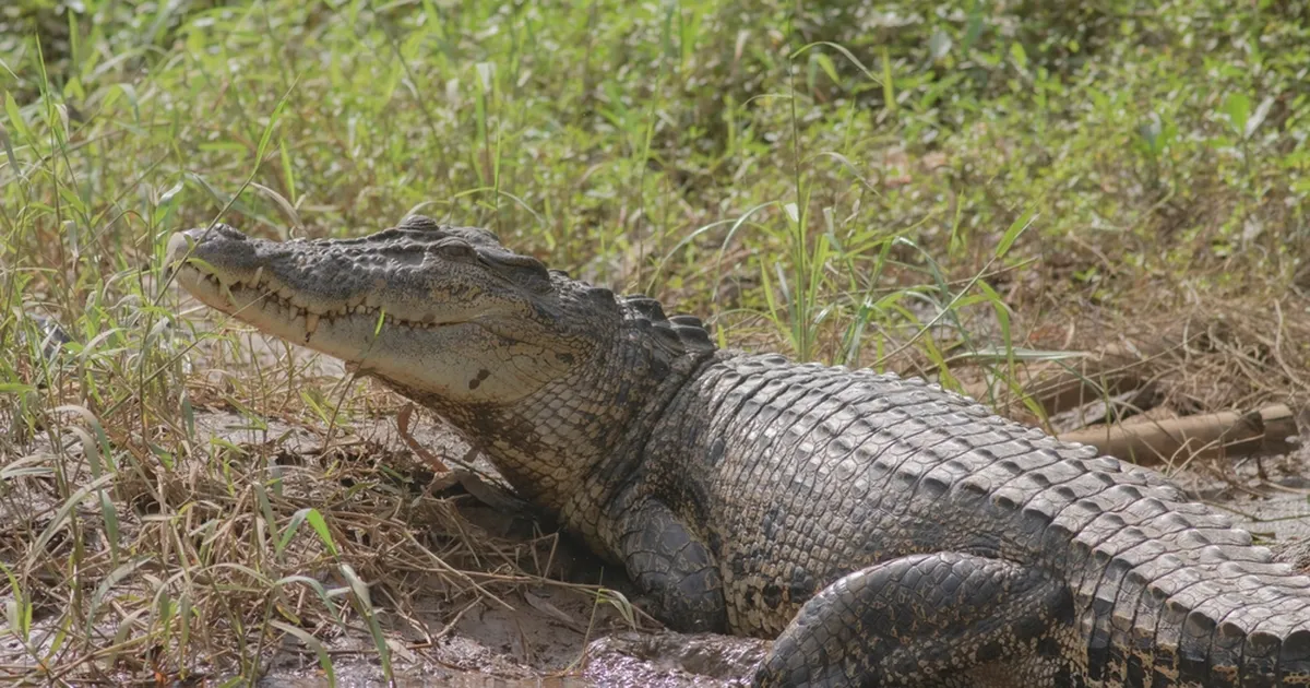 Floridas püüti kinni hiiglaslik krokodill: see, mida ta suus kandis, šokeeris kõiki