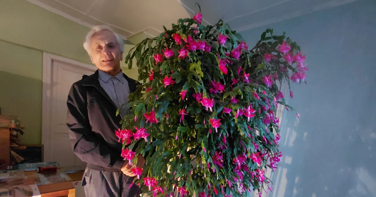 Jõgeva mehe kodus õitseb hiiglaslik 60-aastane jõulukaktus