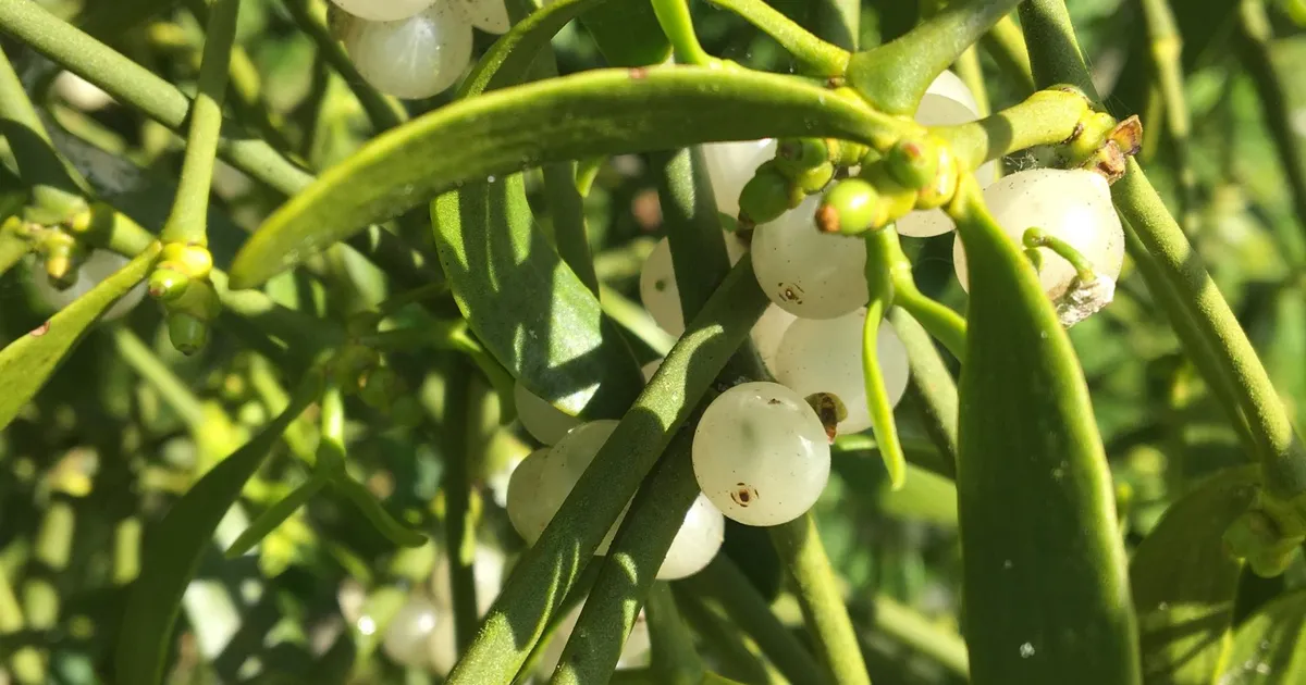 NÄDALA AED ⟩ Puuvõõrik ja jõuluaeg