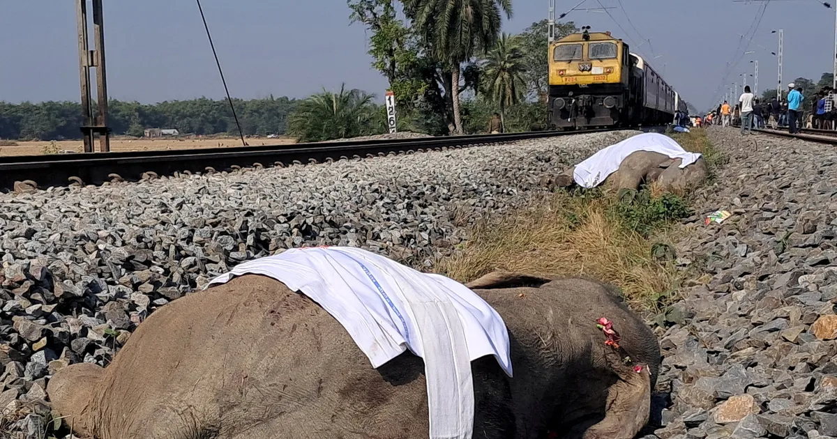 HARULDANE ÕNNETUS ⟩ Elevandikarja sisse sõitnud rong tappis Indias 7 looma