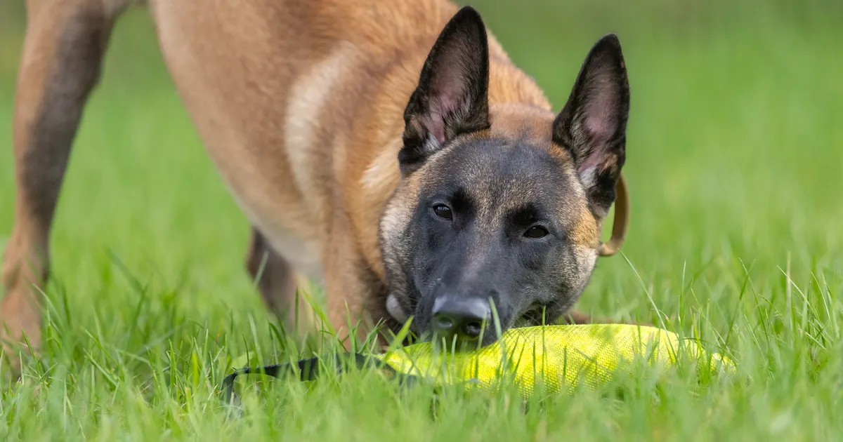 VIDEO ⟩ Imeline koostöö: tänu teenistuskoera heale ninale päästeti väsinud ja alajahtunud tüdruk soiselt alalt