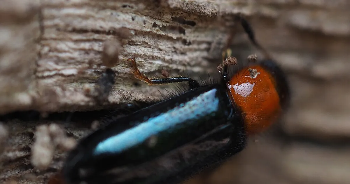 LOODUSKAITSE VS SÕLTUVUSE VÄHENDAMINE ⟩ Mardikad takistavad Euroopa suurima muldmetallide maardla tööd