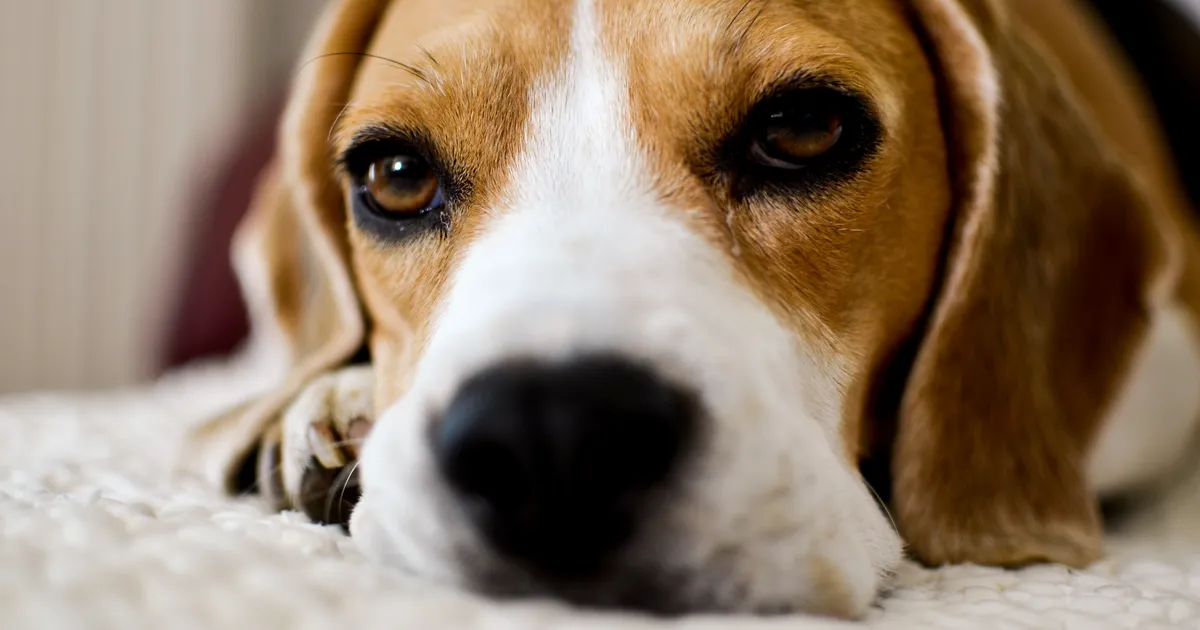 OLULINE ⟩ 6 soovitust, kuidas uus aasta vastu võtta nii, et sinu lemmikloom ei kannataks