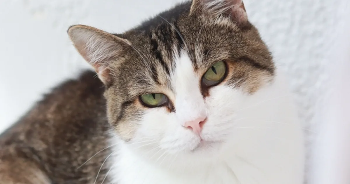 Varjupaika tagasi toodud kassi tabas järgmine karm saatuselöök