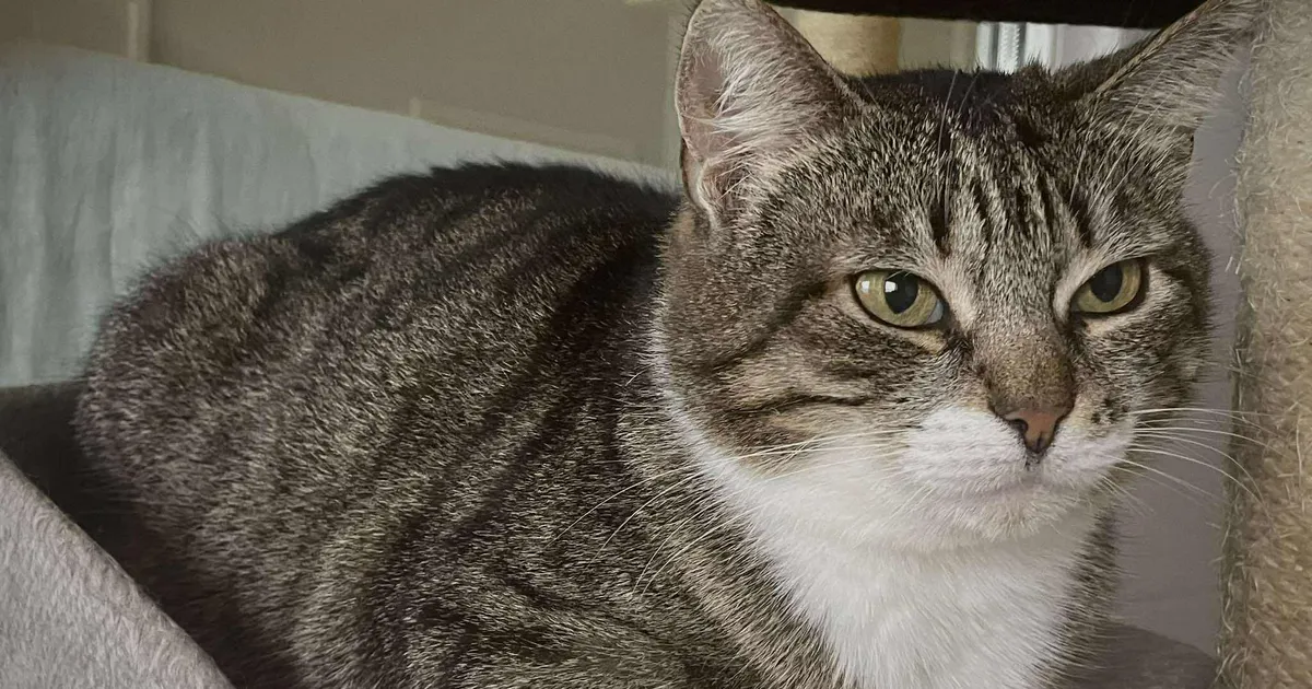 PÄEVAKÄPP ⟩ Imeliselt pehme kasukaga Savannah tegi varjupaigas läbi imelise muutuse