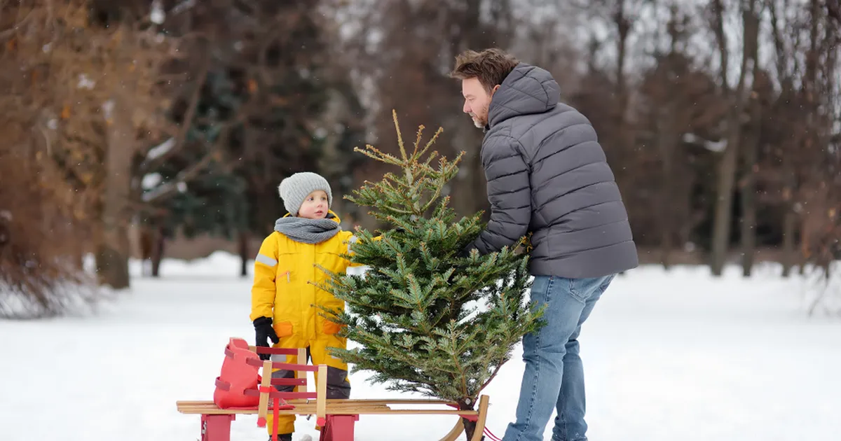 KANTAR EMOR ⟩ Just nii suur osa rahvast toob tuppa loodusliku jõulupuu